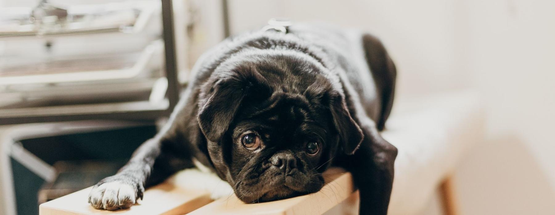 a dog sitting on a chair